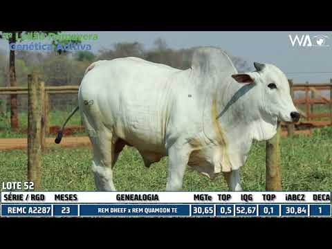 LOTE 52 - REMC A2287 - 7º Leilão Primavera Genética Aditiva - VIRTUAL