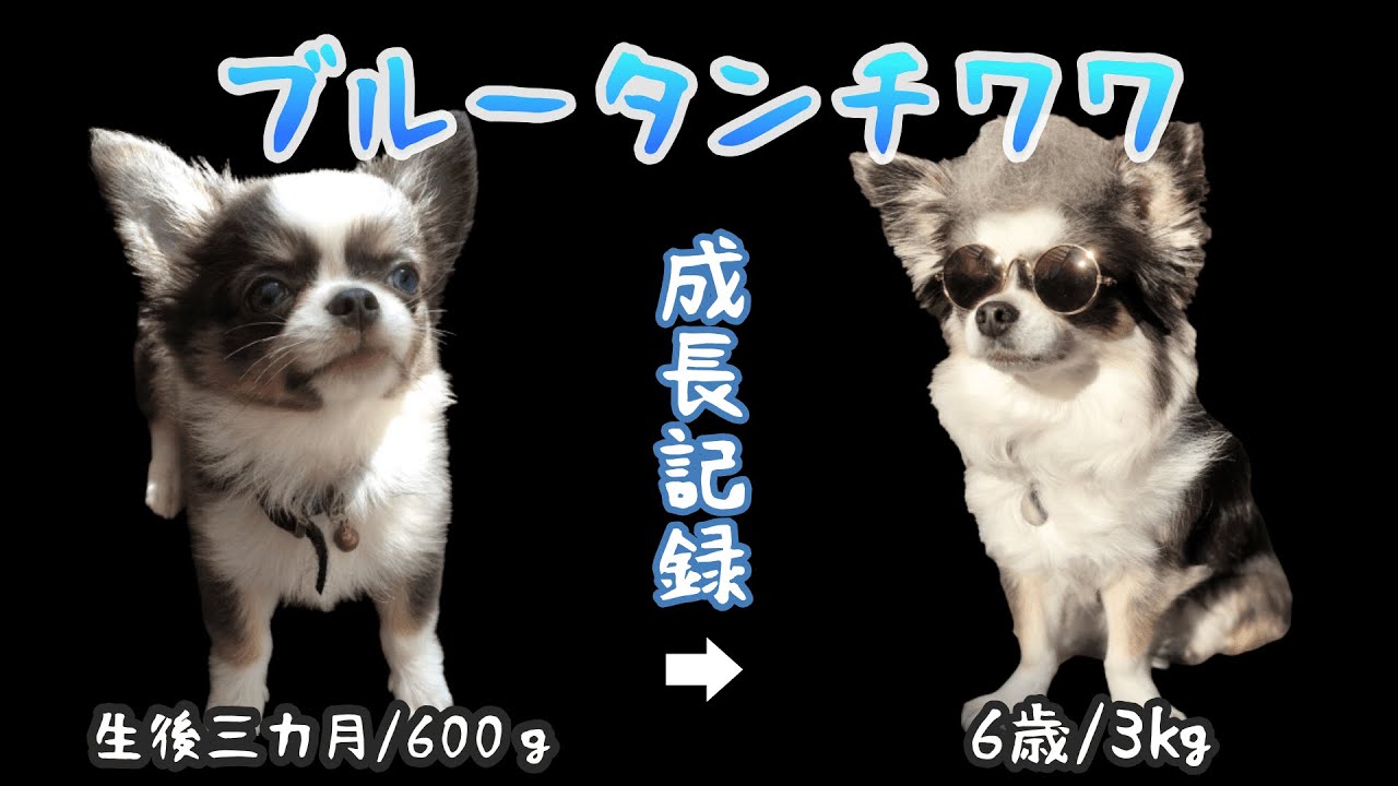 検証 Tiktokで話題のペットの壁ドンにチャレンジ 賢い犬は壁に手をつくらしい Youtube 検証 Tiktokで話題のペットの壁ドンにチャレンジ 賢い犬は壁に手をつくらしい Youtube