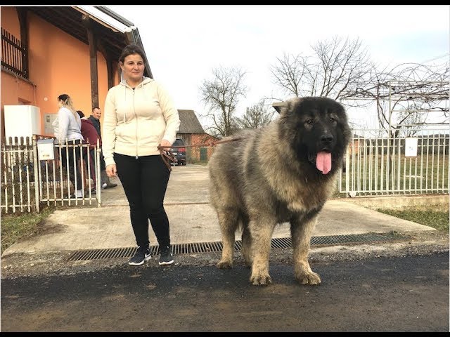 sarplaninac great pyrenees mix