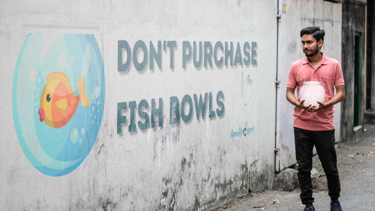 Why Are Fishbowls Death Traps For Pet Fish? Top 4 Reasons YouTube