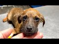 Scared sick puppy abandoned in garbage dump is the happiest dog now!