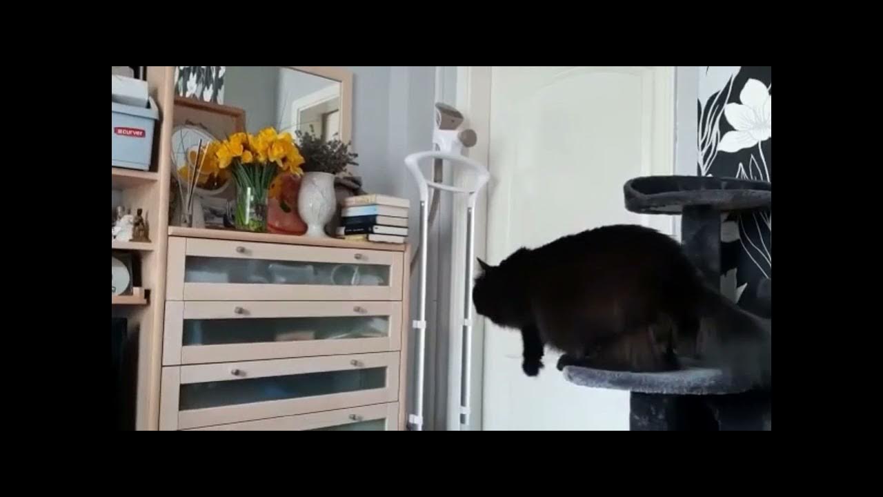 Cat hesitates in taking long jump! YouTube