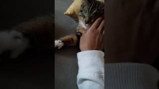 A cat feeling bad for his health during off of Noah from a computer but do not worry he's cute