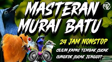 MASTERAN MURAI BATU 24 JAM NONSTOP | Cililin, kapas tembak,cucak cungkok,cucak jenggot