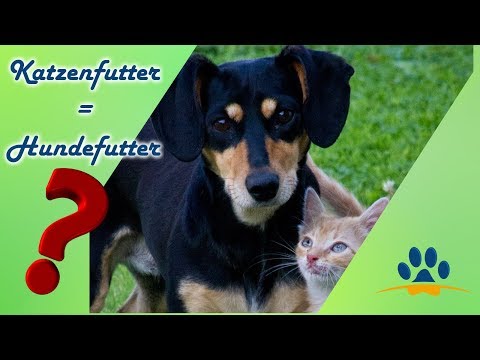 Deswegen Darf Dein Hund Kein Katzenfutter 2