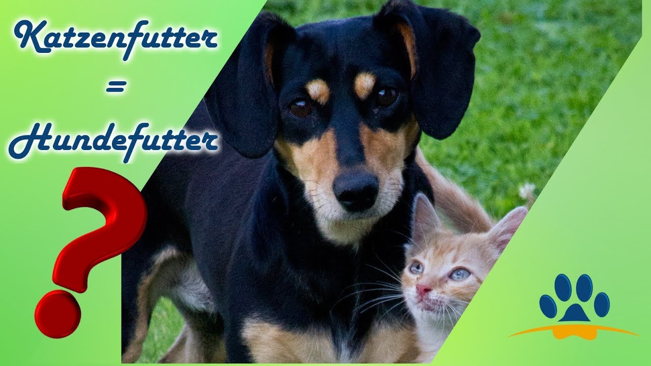 Deswegen Darf Dein Hund Kein Katzenfutter 2 Wichtige Gründe