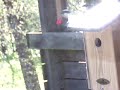 Birdcam2_2010-04-23_16-16-44.avi