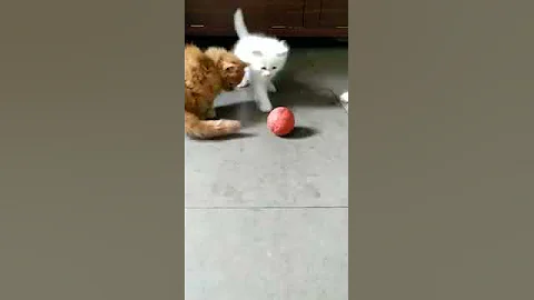 Watch the video about Persian kitten brown colour for sale || Persian kittens playing