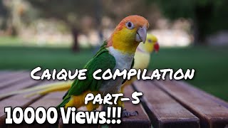 Caique Parrot Compilation Part-5 for Tips, Tricks and Funny Videos | #indianringneck #caiqueparrot