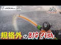 【穴釣り】まさかの大物を穴から引きずり出す!! ジャッカル　エッグアーム　ダイワ　コロネット