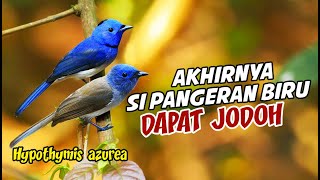 Download Lagu AKHIRNYA SI BURUNG BIRU EKSOTIK INI DAPAT JODOH DI AVIARY KITA, SEMOGA BISA BERKEMBANG BIAK Download Lagu AKHIRNYA SI BURUNG BIRU EKSOTIK INI DAPAT JODOH DI AVIARY KITA, SEMOGA BISA BERKEMBANG BIAK