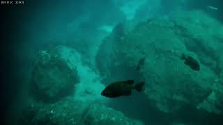 My First Time Scuba Diving at Devil’s Den, Florida | Beginner Diver Experience