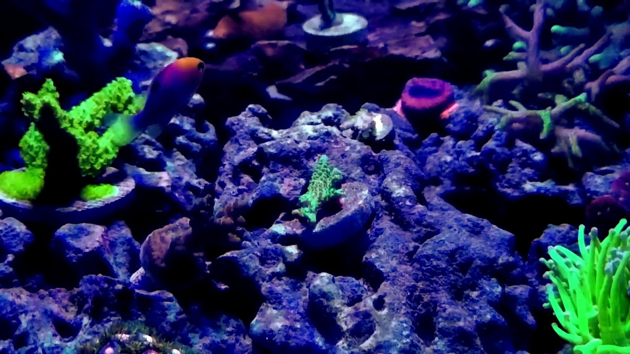 Aquaforest Component 1+2+3+ and Fish Trap Review - YouTube