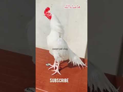 White eagle murga