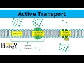 Cell Transport Mechanisms and Processes