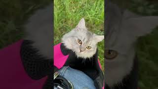 Почему Кошка Мята Смеялась Над Ними?!