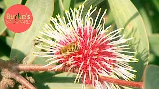 Burke's Backyard, Hakea Laurina