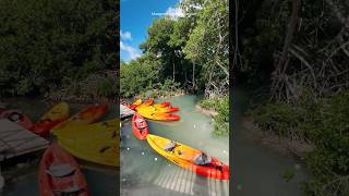 The Rif Mangrove Beach Curacao 🇨🇼 #mangrove #curacao #curacaoisland #rif #caribe #curaçao