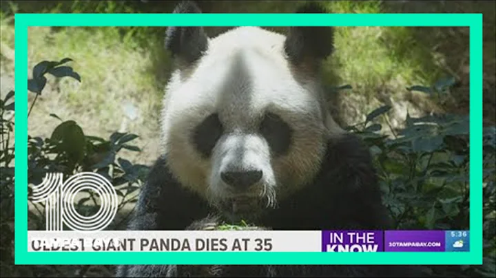 World's oldest male giant panda dies at age 35 in Hong Kong - DayDayNews