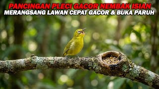 PANCINGAN PLECI NEMBAK WIT WIT WIT CERR , MERANGSANG LAWAN IKUT NEMBAK DAN BUKA PARUH
