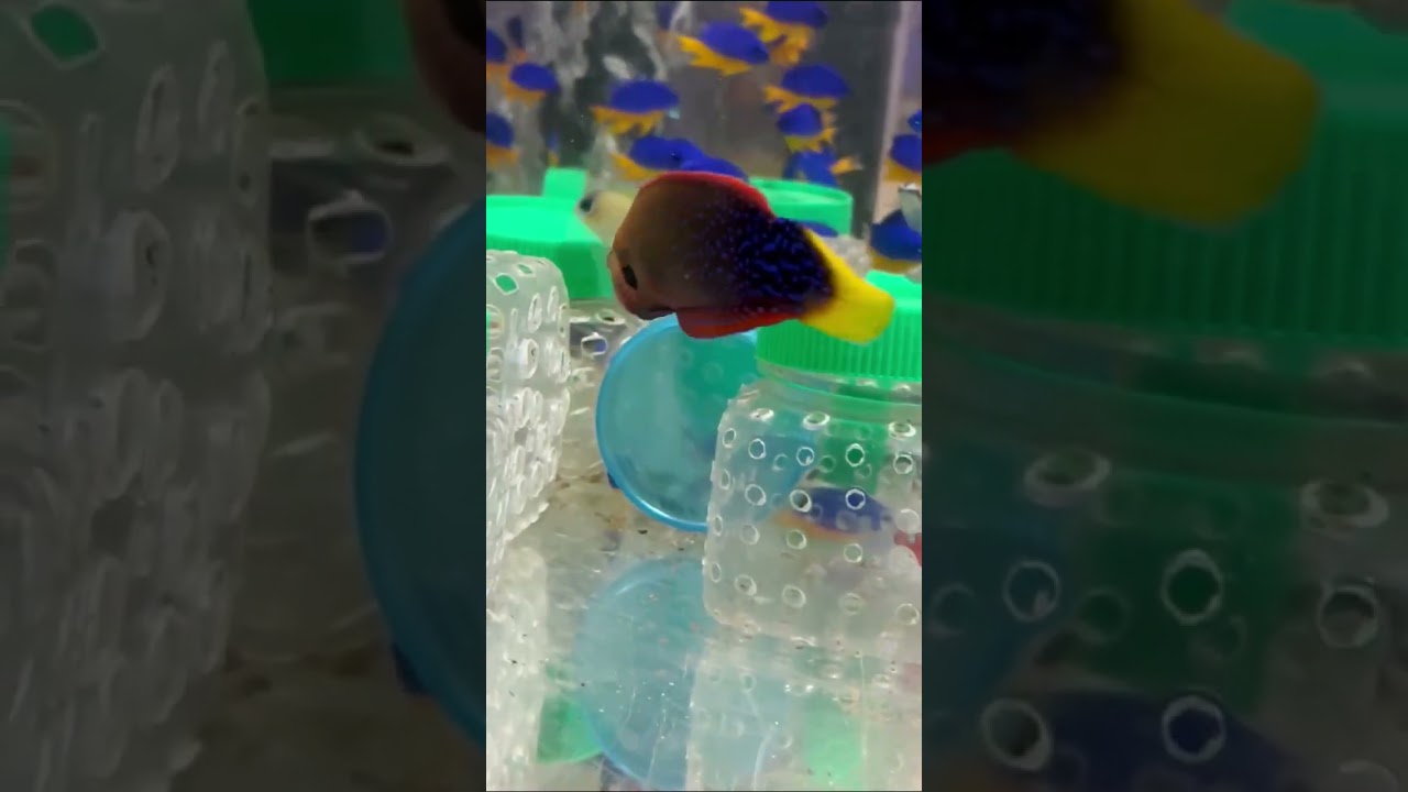 "Калипсо Аква"