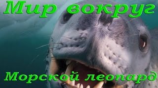 Морской леопард. Самый безжалостный тюлень.