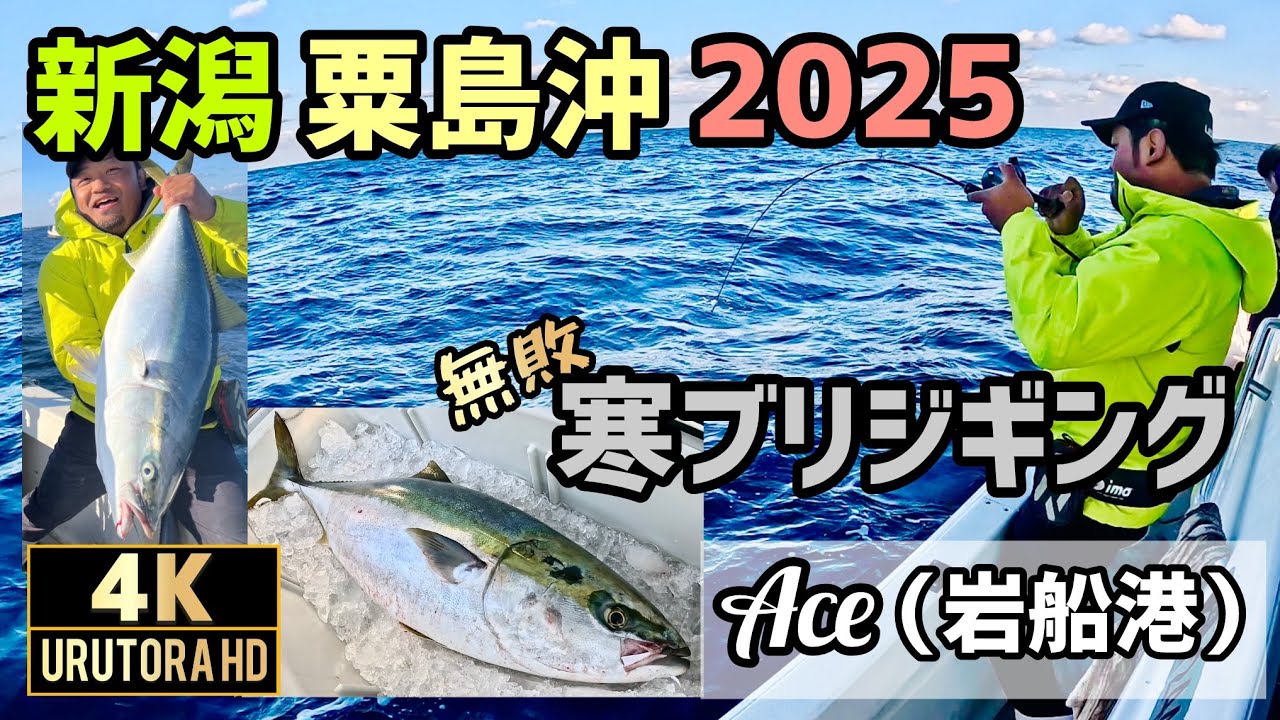 【新潟寒ブリジギング2025】 粟島沖 10〜12.5kg Ace エース 4K動画 #134