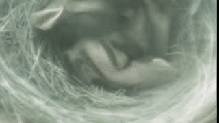 Download Lagu Bluebirds Live MP3