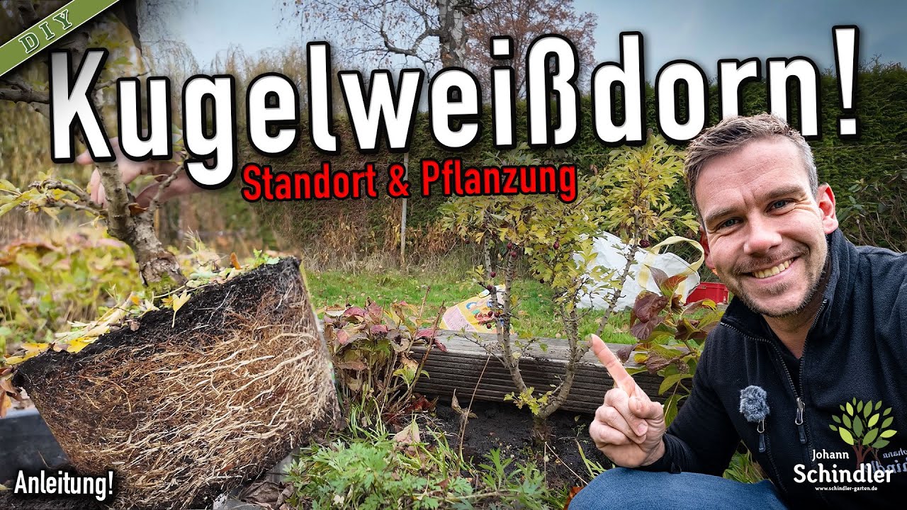 Crataegus richtig pflanzen – Die wichtigsten Tipps für gesundes Wachstum [Anleitung]