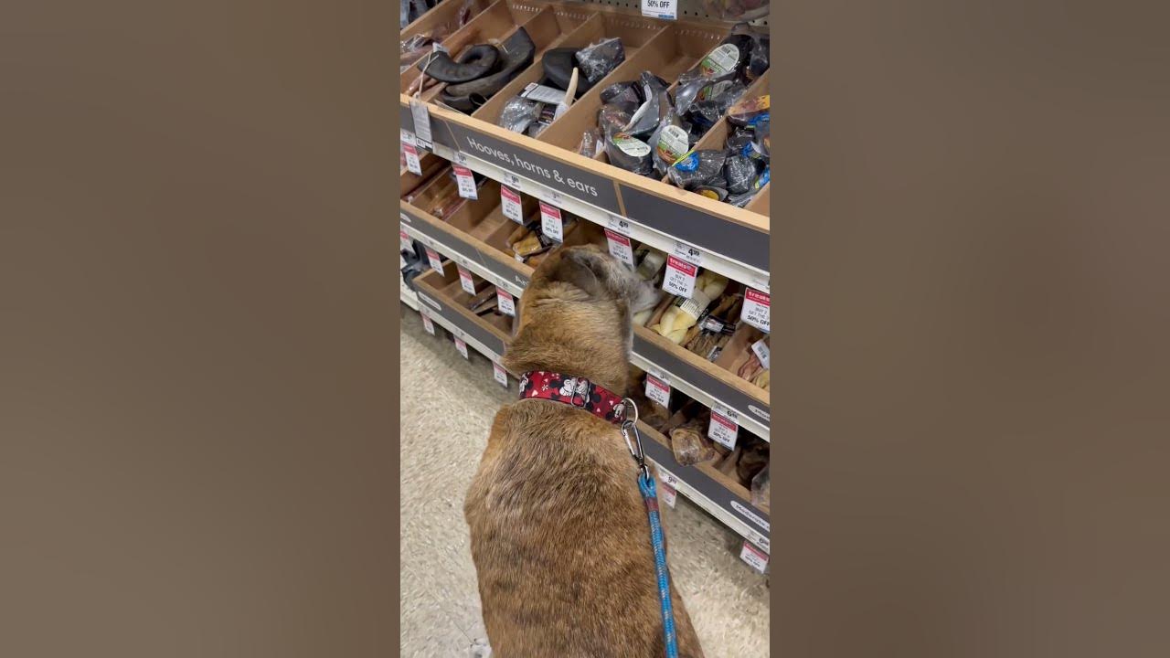 When your dog picks the most expensive treat at PetSmart. worthit 
