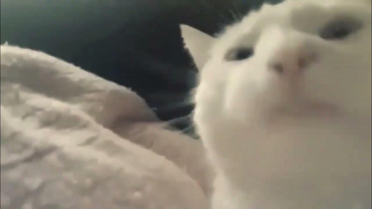 Мем с крутящимся котом 1 час бит Pin on kitty