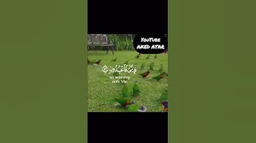 سورة العنكبوت الاية 56 بصوت عبدالرحمن مسعد 💟