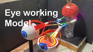 Human Eye Working Model Working Model Of Eye For Science Exhibition Biology Working Model