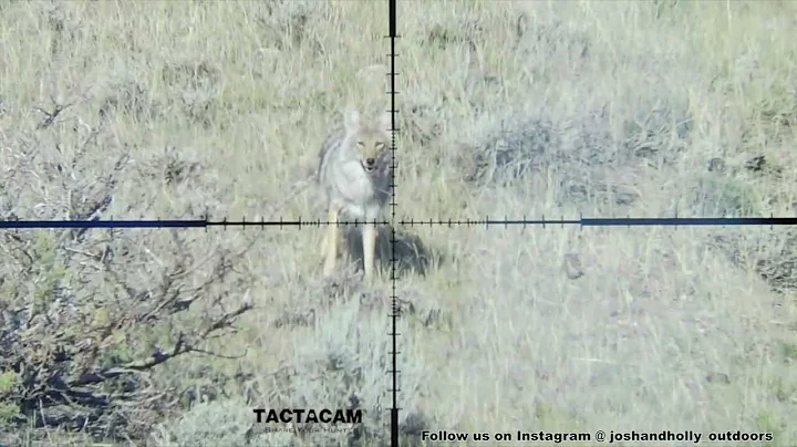50 Coyotes Down (Filmed Through Scope) Epic Daytime Hunting