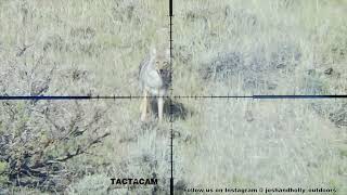 50 Coyotes Down Filmed Through Scope Epic Daytime Hunting