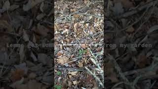 The Cocoa Puffs Were Yummy