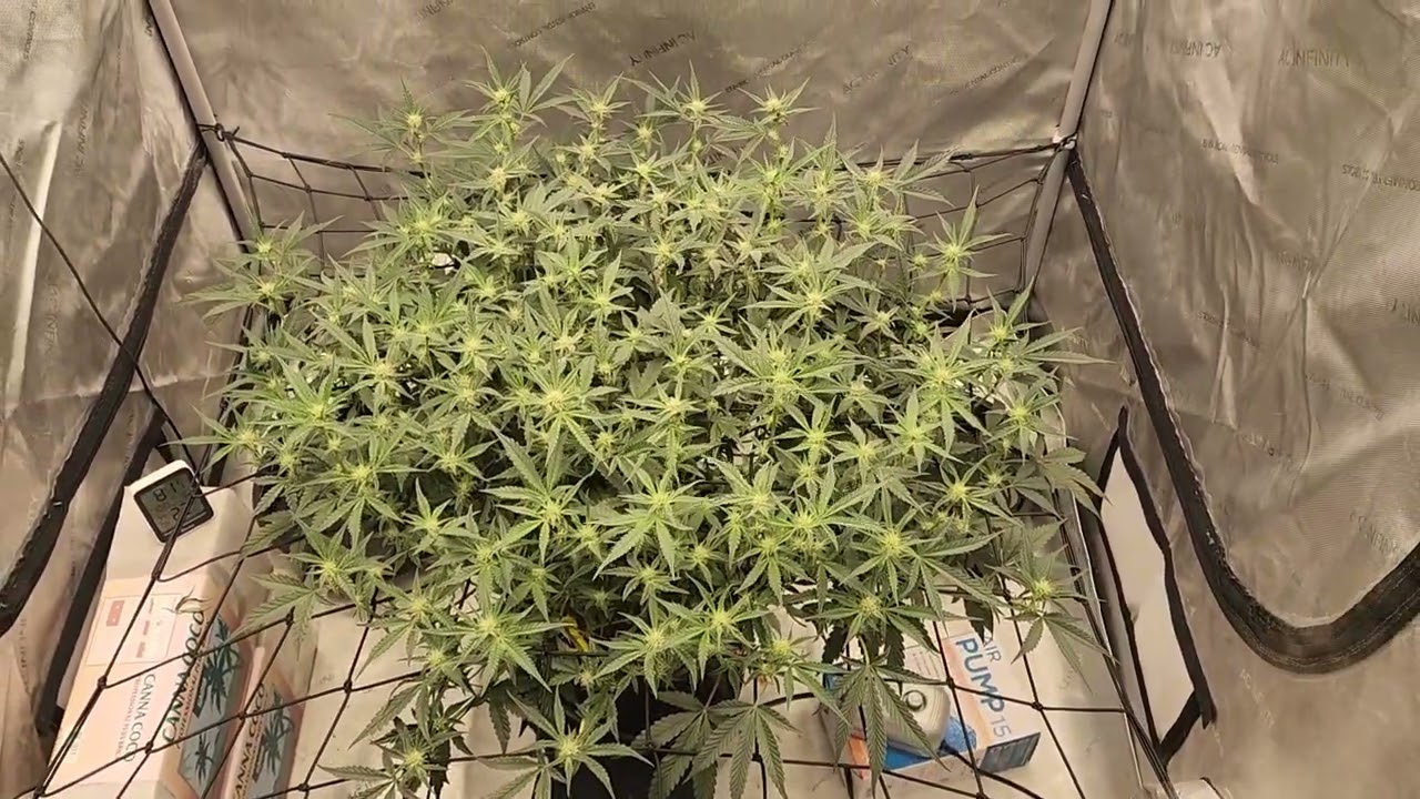 Update on Harvey Wallbanger and Strawberry Milk and Qookies Remix