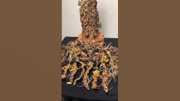 1 ký củ sâm chất lượng giá yêu thương zalo 0377965679 e Nguyệt nhé