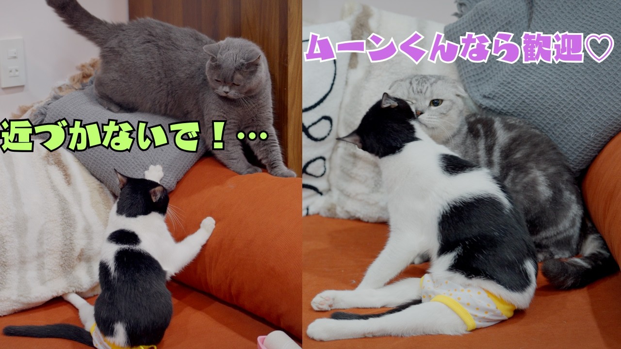 態度が違いすぎ！猫のナナには厳しいのにムーンには超甘々な雨ちゃん（笑）
