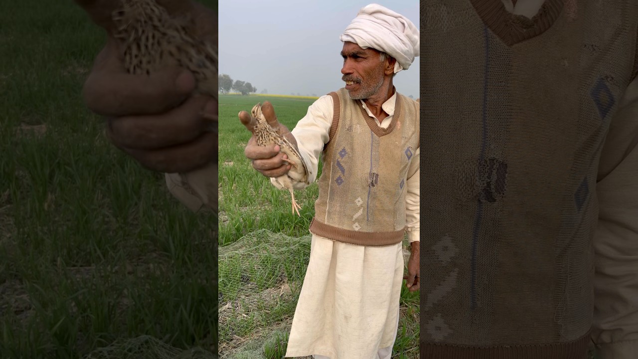 Hunting quail with English pointer Batair ka shikar jall ka sath netting quail in Pakistan 