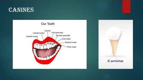 Class 4 SCIENCE Ch-6 Our Teeth and Microbes Part 2