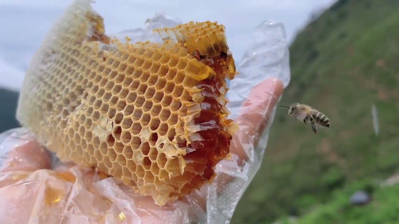 打开我们放置在海拔2300米悬崖尖上的野蜂蜂箱割取，最甜蜂巢蜜。 