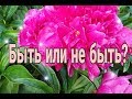 Забор//Камера//Новости у коз?//Индюки//Сад-огород//Пианино