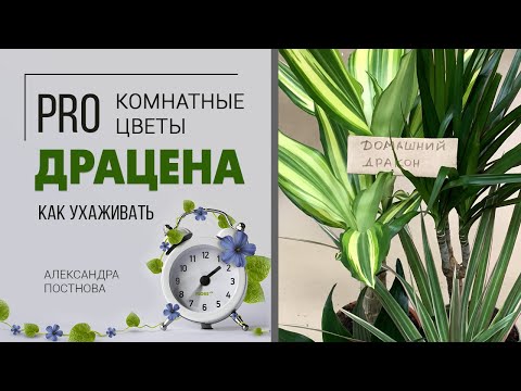 Комнатное растение для дома и офиса. Ее любят почти все - домашняя Драцена - знакомая незнакомка