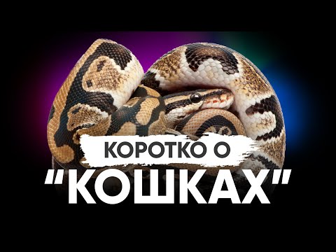 Коротко о "Кошках" - содержание королевских питонов