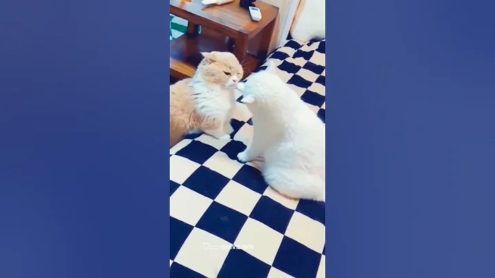 Watch the video about Cute cat sound🐈|Kitten Academy #youtubeshorts #shorts #tiktok #cat