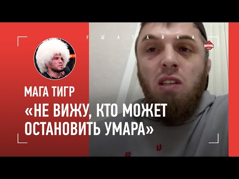 МАГА ТИГР: Умар Нурмагомедов VS Алмахан, Петр Ян, Двалишвили / "ТОПУРИЯ ОЧЕНЬ УДОБЕН ДЛЯ ЗАБИТА!"