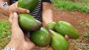 NVT770 Vườn trái cây DT 2.3 hecta xã Xà Bang, huyện Châu Đức, tỉnh BRVT cực ĐẸP tìm chủ mới