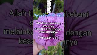 saat kau terpuruk, ingatlah surat al baqarah 286. #shorts #katapenyemangat #storywa