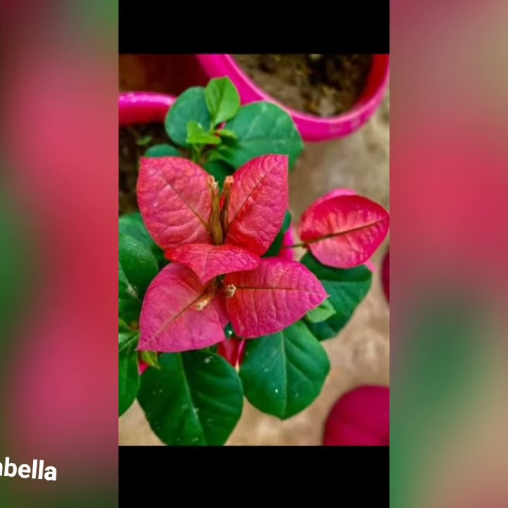bougainvillea top rare varities as of january 2021